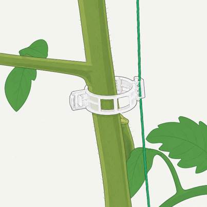 Paso 2 para usar los clips de tomates